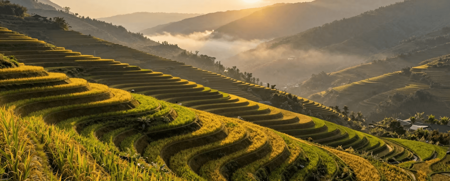 Vietnam Terraces