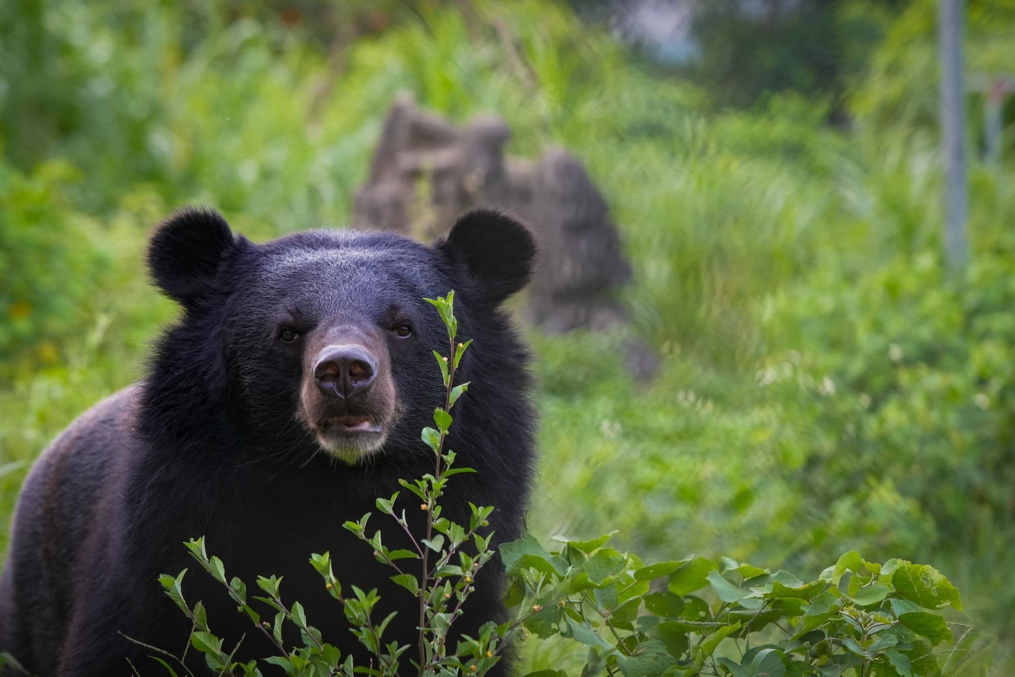 BEAR SANCTUARY - CUC PHUONG NATIONAL PARK