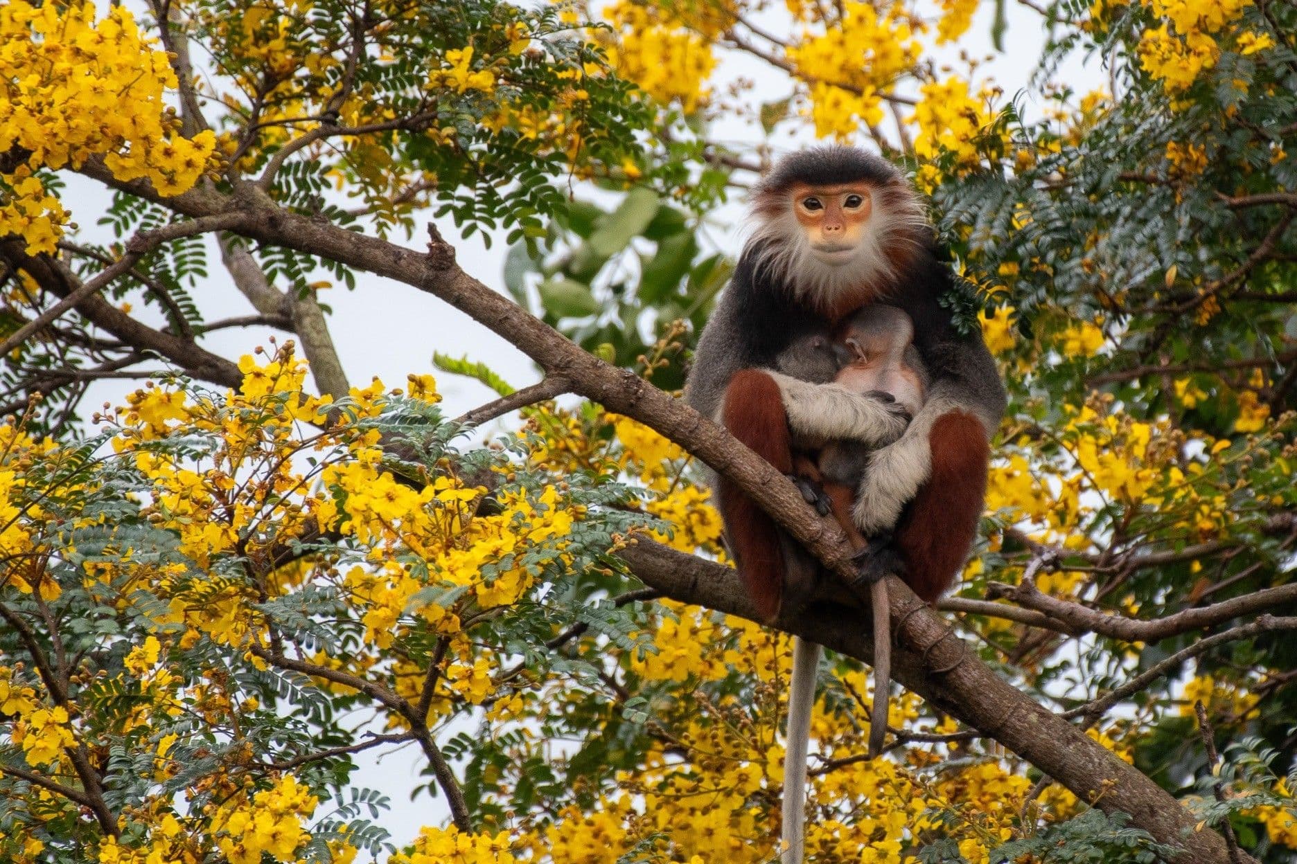 MONKEY MOUNTAIN (SON TRA PENINSULA) — THE GREEN JEWEL OF DA NANG